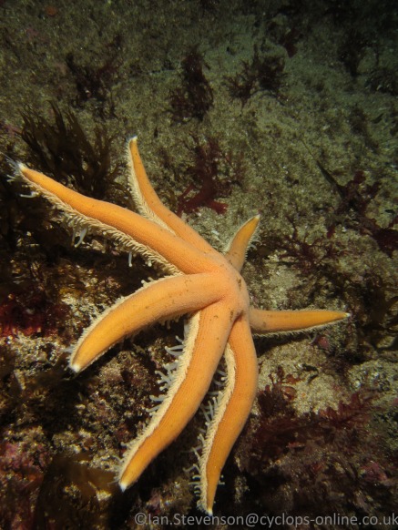 Seven-armed starfish at Kinlochbervie